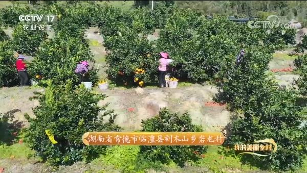 驕傲！惠農(nóng)網助力打造的(de)臨澧美(měi)橙登上(shàng)央視(shì)