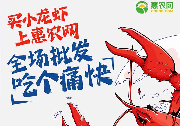 惠農(nóng)網：小(xiǎo)龍蝦線上(shàng)銷售火(huǒ)爆 價格跳(tiào)水(shuǐ)交易高(gāo)峰來(lái)臨